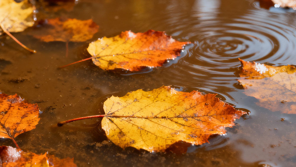 Best Pump Solutions for Autumn Leaf-Filled Wastewater 拷贝 2.jpg