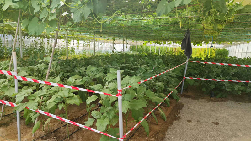 Высокопроизводительные центробежные насосы для орошения теплиц: практический пример применения насоса S2DK.