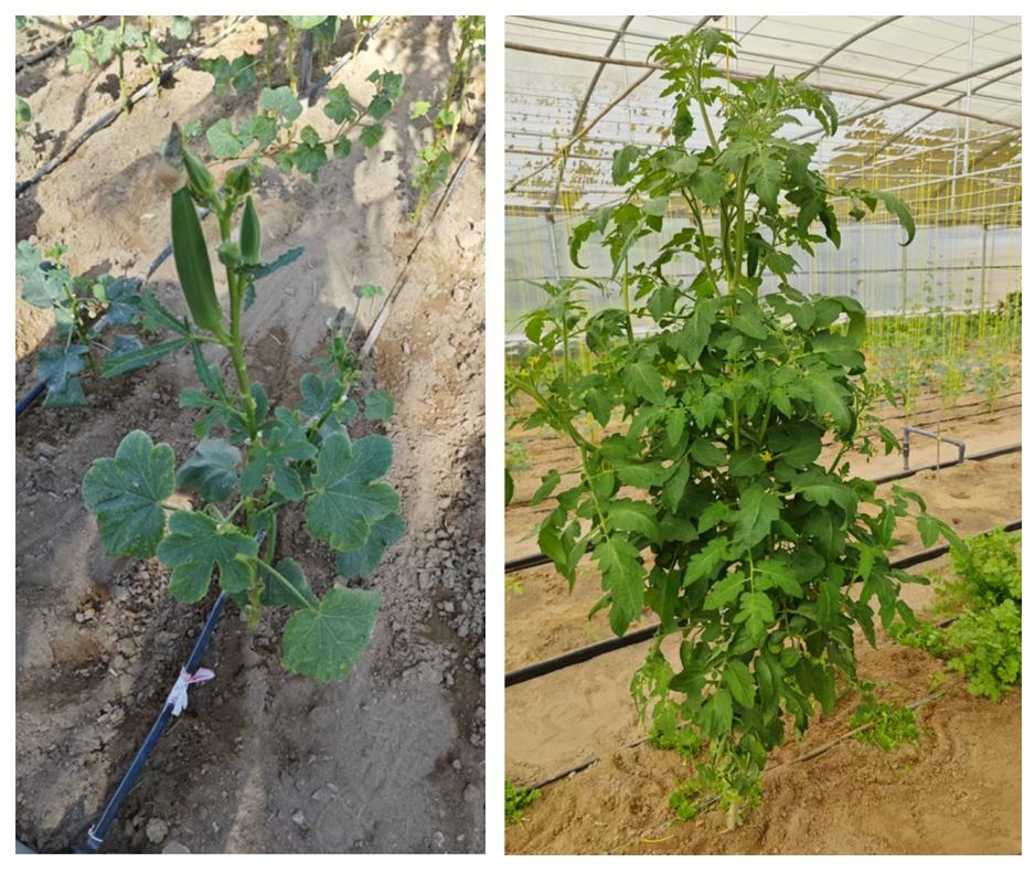 Высокопроизводительные центробежные насосы для орошения теплиц: практический пример применения насоса S2DK.